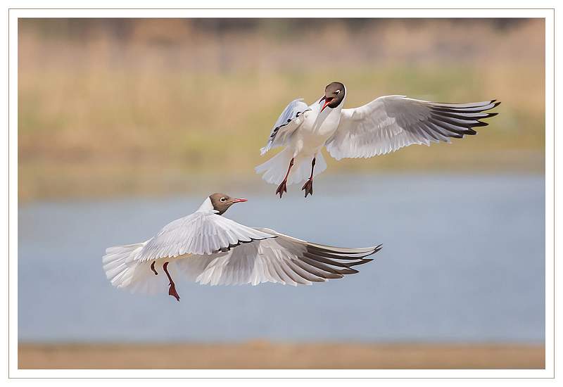 DISPUTE BLACK HEADED GULLS.jpg